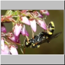 Listrodromus nycthemerus - Schlupfwespe 01b 7mm auf Calluna vulgaris - Niedringhaussee-fdet02.jpg